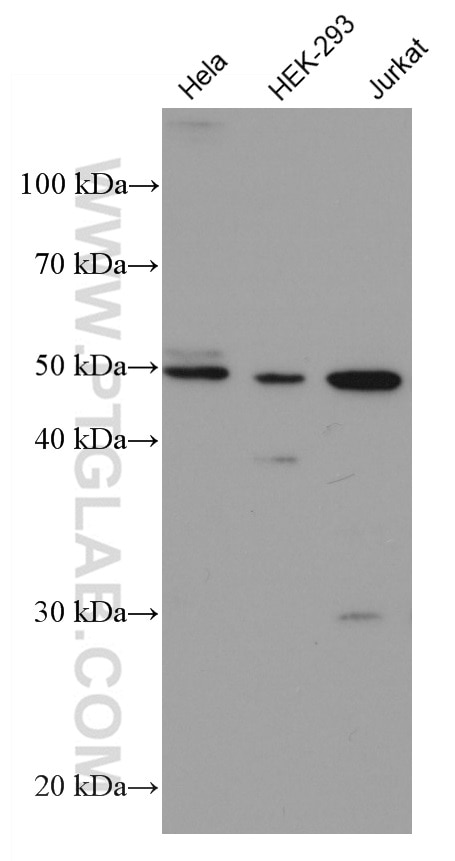 Western Blot (WB) analysis of various lysates using HDAC3 Monoclonal antibody (67151-1-Ig)