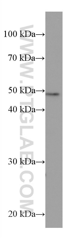 Western Blot (WB) analysis of HSC-T6 cells using HDAC3 Monoclonal antibody (67151-1-Ig)