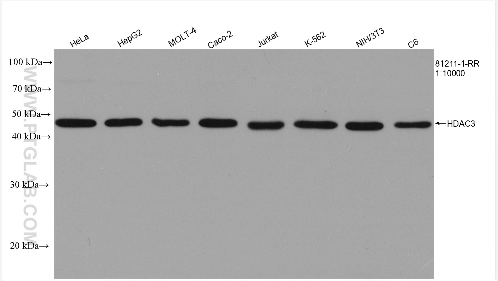 Western Blot (WB) analysis of various lysates using HDAC3 Recombinant antibody (81211-1-RR)