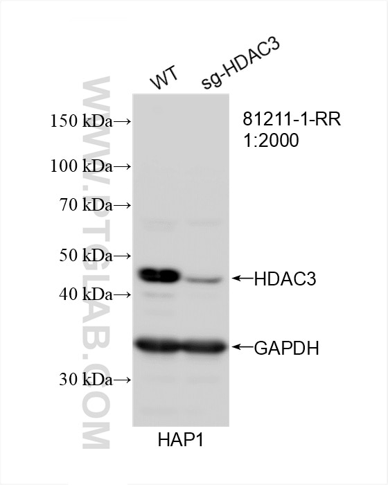Western Blot (WB) analysis of HAP1 cells using HDAC3 Recombinant antibody (81211-1-RR)