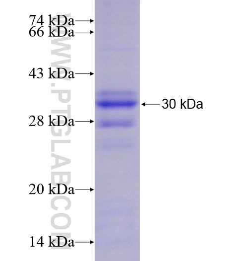 HDAC3 fusion protein Ag28464 SDS-PAGE