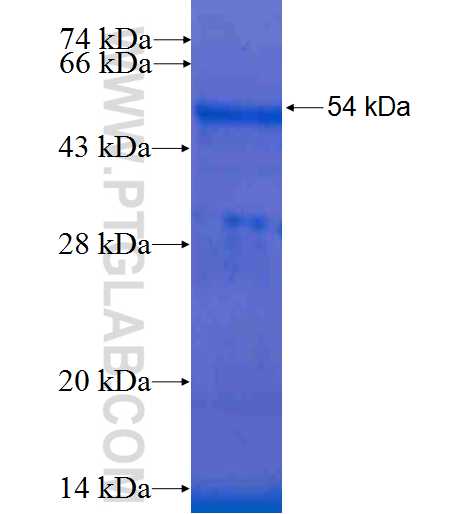 HDAC3 fusion protein Ag0396 SDS-PAGE