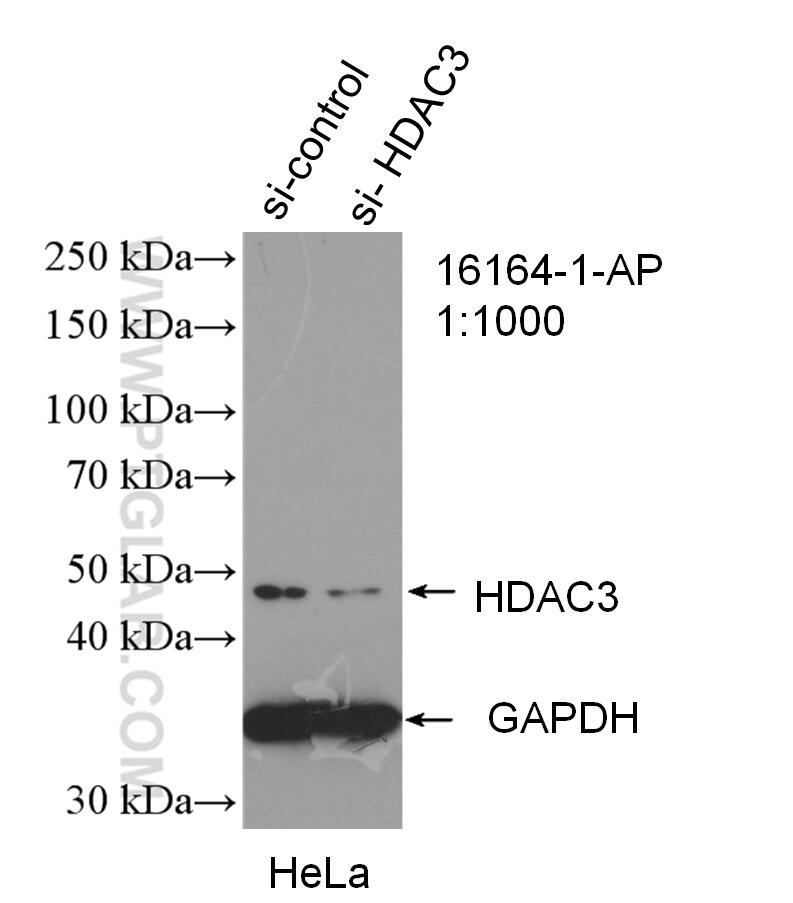 Western Blot (WB) analysis of HeLa cells using HDAC3-specific Polyclonal antibody (16164-1-AP)