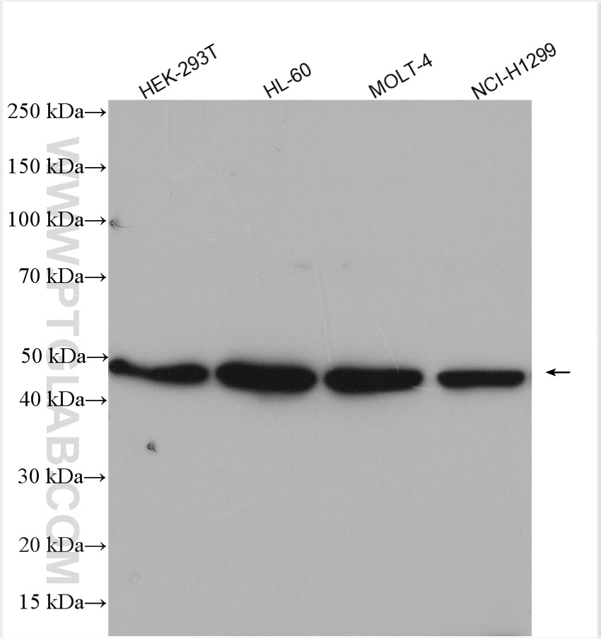 Western Blot (WB) analysis of various lysates using HDAC3-specific Polyclonal antibody (16164-1-AP)