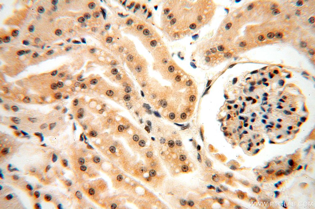 IHC staining of human kidney using 17449-1-AP