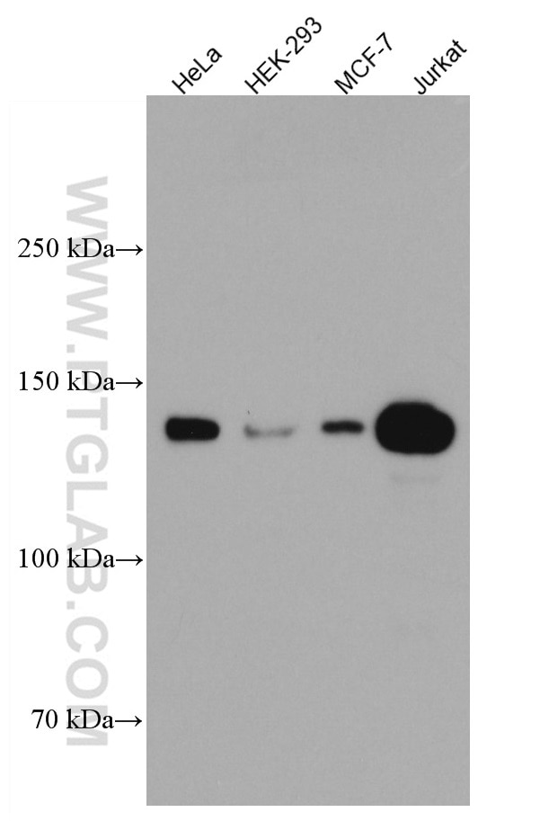 Western Blot (WB) analysis of various lysates using HDAC4 Monoclonal antibody (66838-1-Ig)