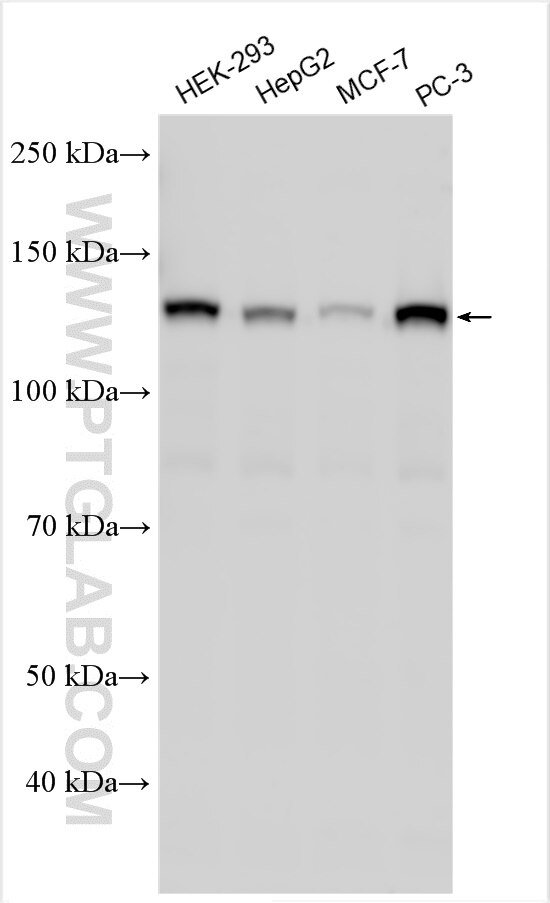 WB analysis using 29342-1-AP