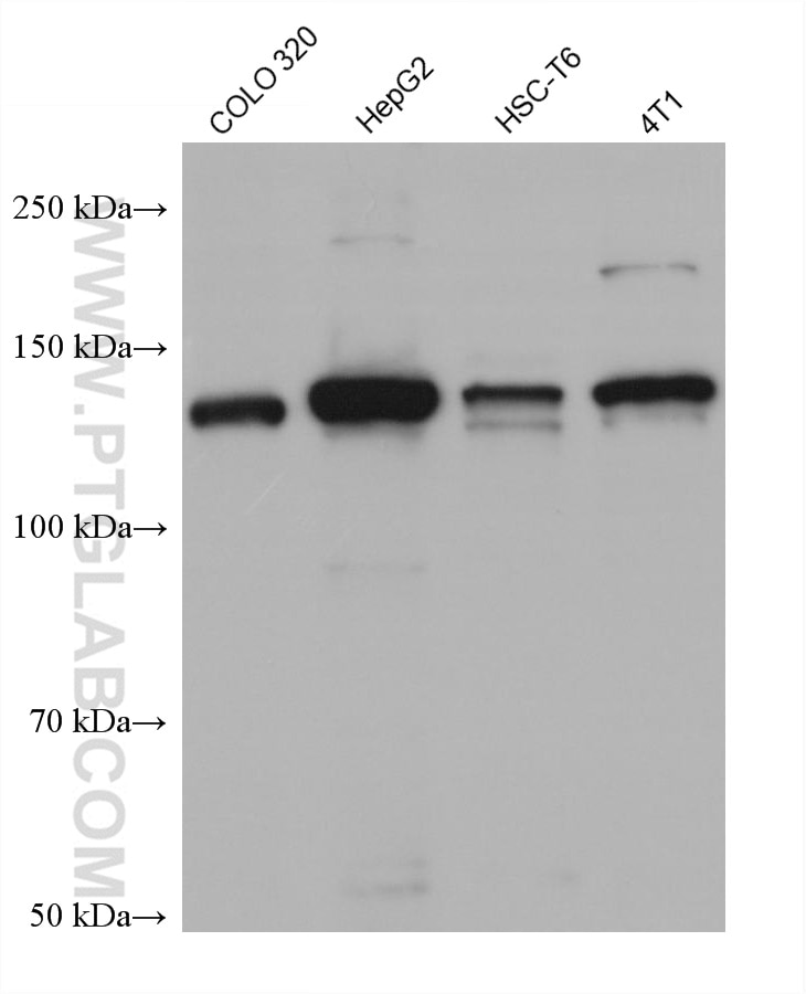 Western Blot (WB) analysis of various lysates using HDAC5 Monoclonal antibody (68437-1-Ig)