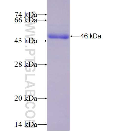 HDAC5 fusion protein Ag29122 SDS-PAGE