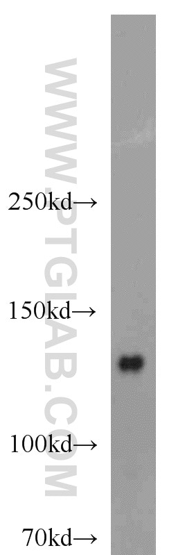 WB analysis of HEK-293 using 16166-1-AP