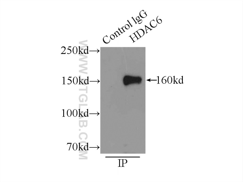 Immunoprecipitation (IP) experiment of K-562 cells using HDAC6 Polyclonal antibody (12834-1-AP)