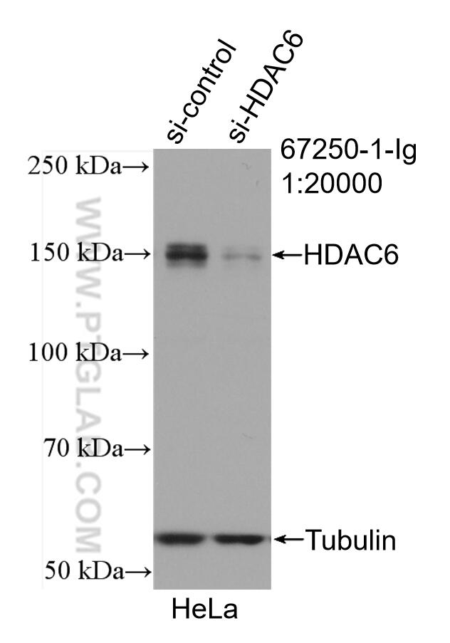 Western Blot (WB) analysis of HeLa cells using HDAC6 Monoclonal antibody (67250-1-Ig)