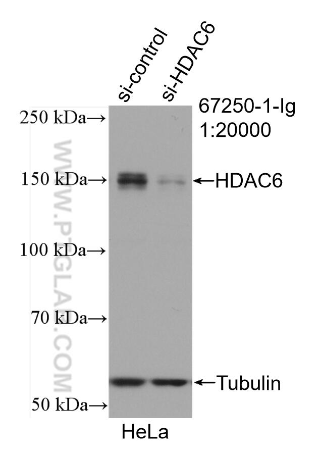 WB analysis of HeLa using 67250-1-Ig