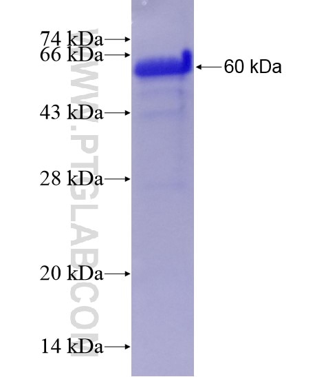 HDAC6 fusion protein Ag28585 SDS-PAGE