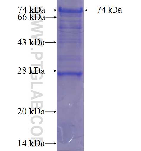 HDAC6 fusion protein Ag3572 SDS-PAGE