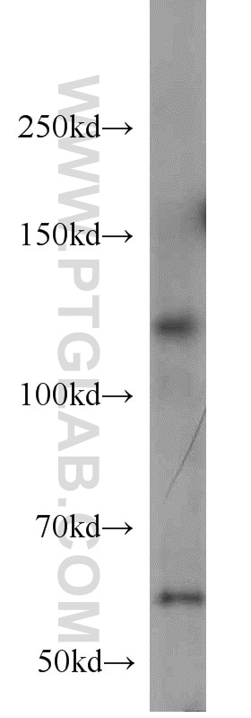 HDAC6-specific