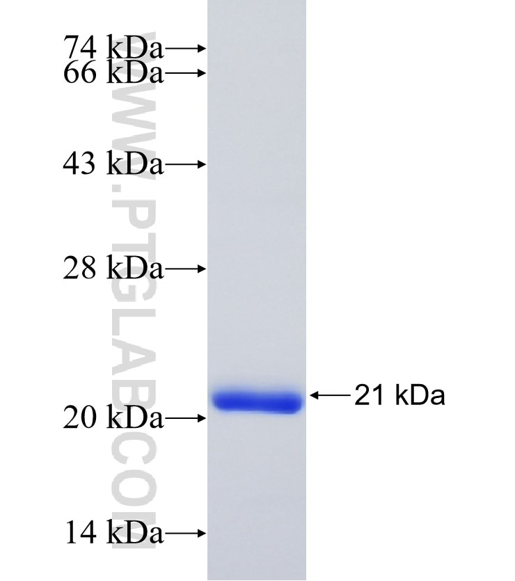 HDAC7 fusion protein Ag24396 SDS-PAGE