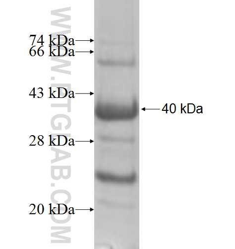HDAC7 fusion protein Ag8277 SDS-PAGE