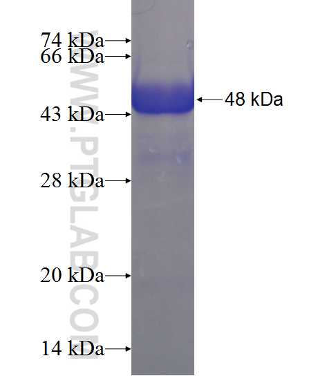 HDAC8 fusion protein Ag11692 SDS-PAGE