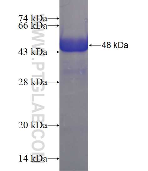 HDAC8 fusion protein Ag11692 SDS-PAGE