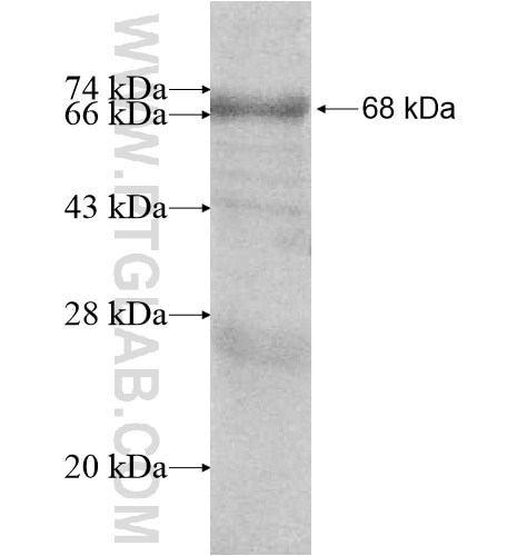 HDAC8 fusion protein Ag11696 SDS-PAGE