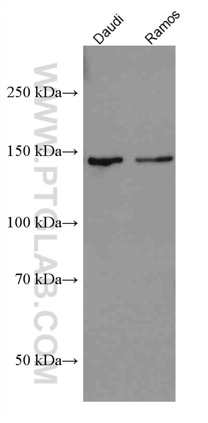 WB analysis using 67364-1-Ig