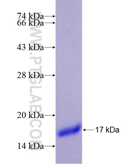 HDAC9 fusion protein Ag28514 SDS-PAGE