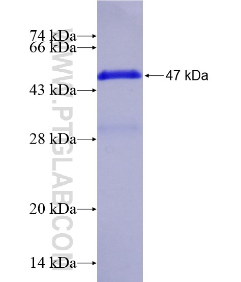 HDC fusion protein Ag28764 SDS-PAGE