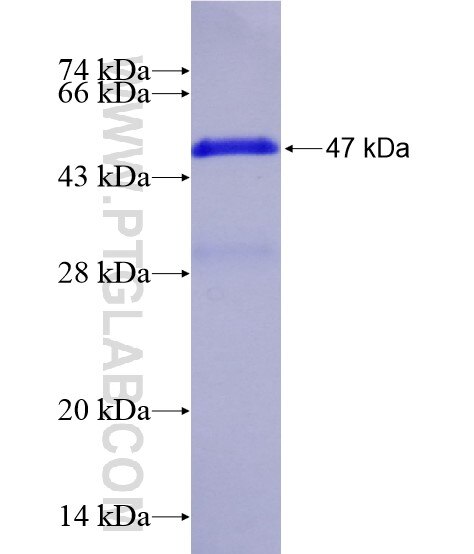 HDC fusion protein Ag28764 SDS-PAGE