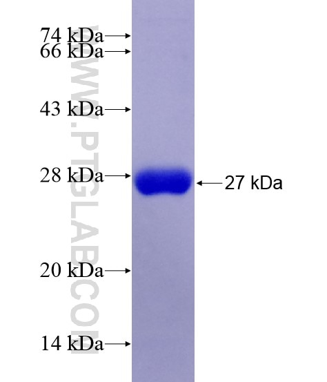 HDC fusion protein Ag28779 SDS-PAGE