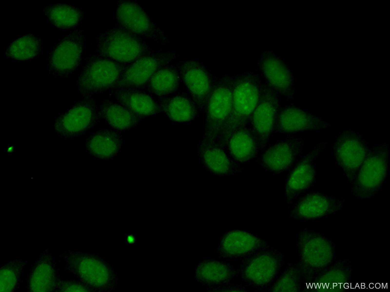 Immunofluorescence (IF) / fluorescent staining of PC-3 cells using HDDC2 Polyclonal antibody (16632-1-AP)