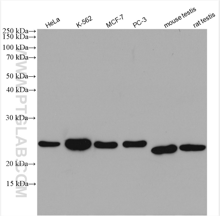 Western Blot (WB) analysis of various lysates using HDDC2 Polyclonal antibody (16632-1-AP)