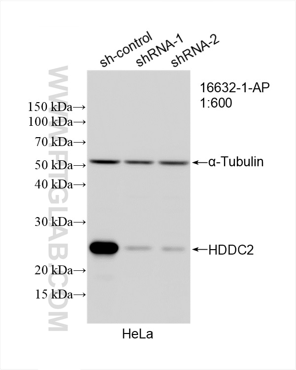 Western Blot (WB) analysis of HeLa cells using HDDC2 Polyclonal antibody (16632-1-AP)