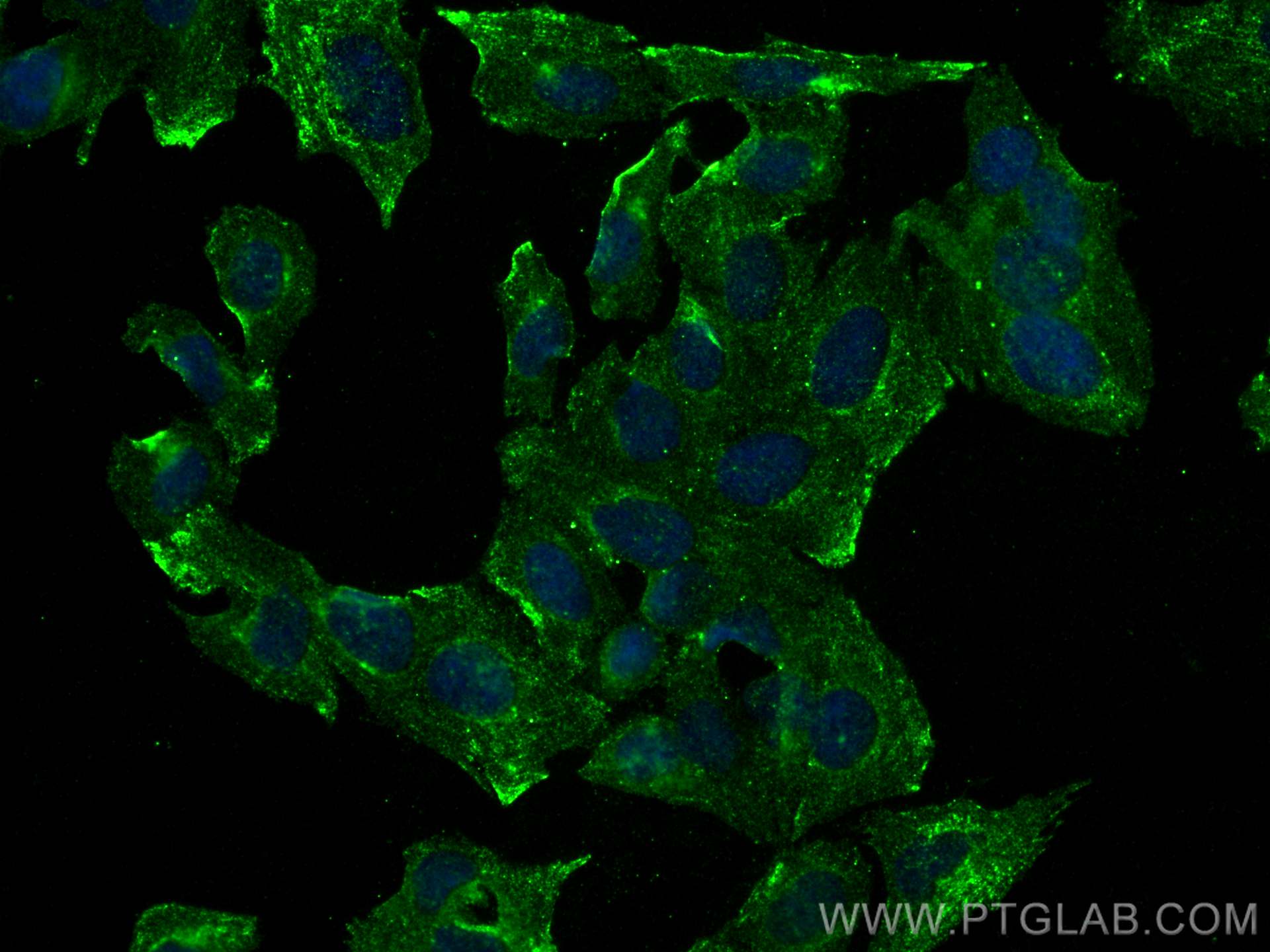 Immunofluorescence (IF) / fluorescent staining of Saos-2 cells using HDDC2 Monoclonal antibody (68391-1-Ig)