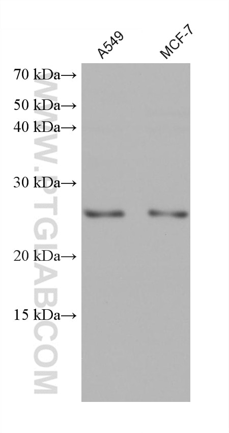 Western Blot (WB) analysis of various lysates using HDDC2 Monoclonal antibody (68391-1-Ig)