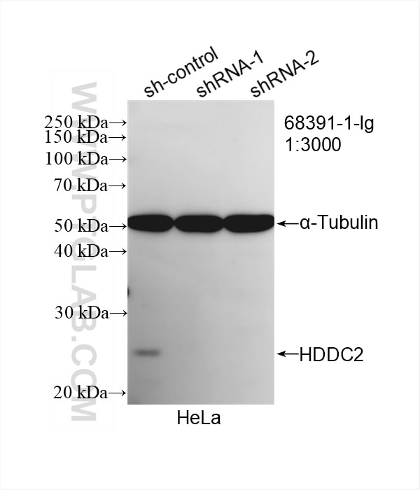 Western Blot (WB) analysis of HeLa cells using HDDC2 Monoclonal antibody (68391-1-Ig)