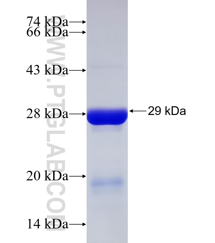 HDDC2 fusion protein Ag33258 SDS-PAGE