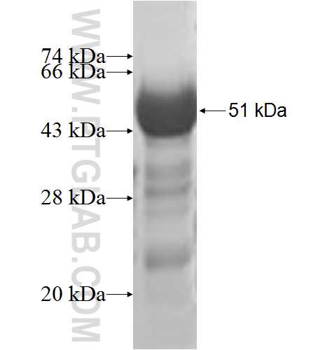 HDDC2 fusion protein Ag9971 SDS-PAGE