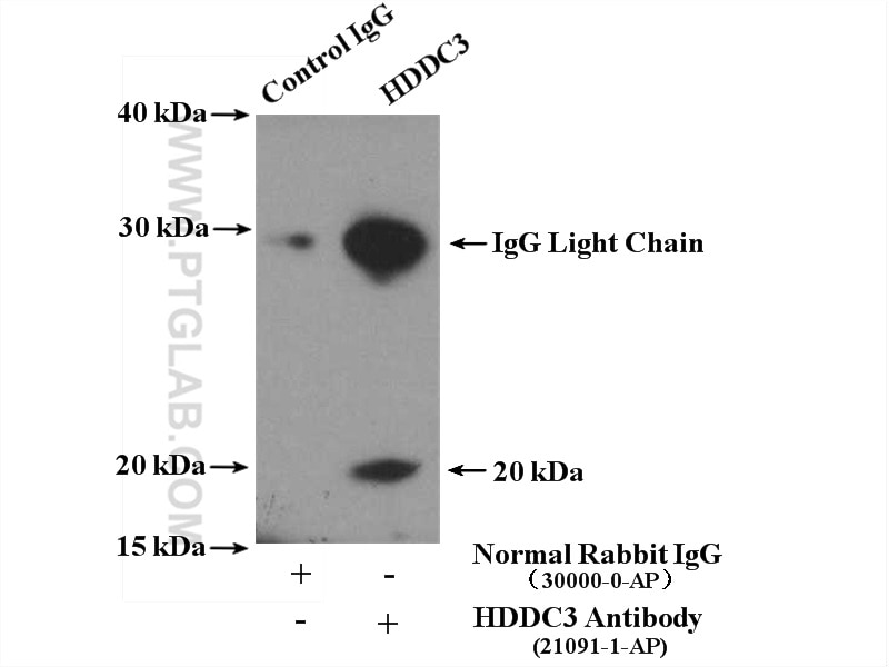 Immunoprecipitation (IP) experiment of HeLa cells using HDDC3 Polyclonal antibody (21091-1-AP)