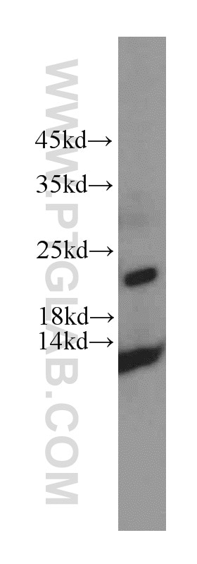 Western Blot (WB) analysis of human heart tissue using HDDC3 Polyclonal antibody (21091-1-AP)