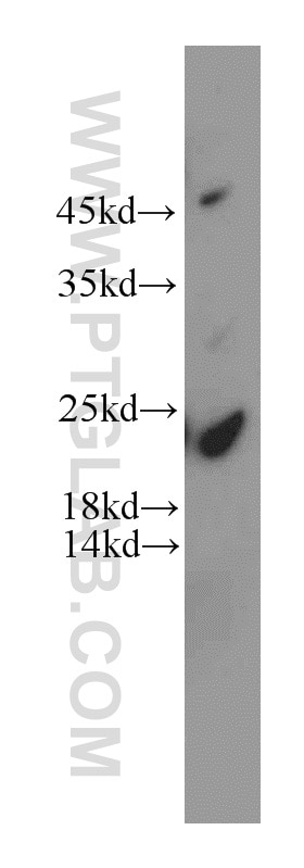 Western Blot (WB) analysis of mouse lung tissue using HDDC3 Polyclonal antibody (21091-1-AP)