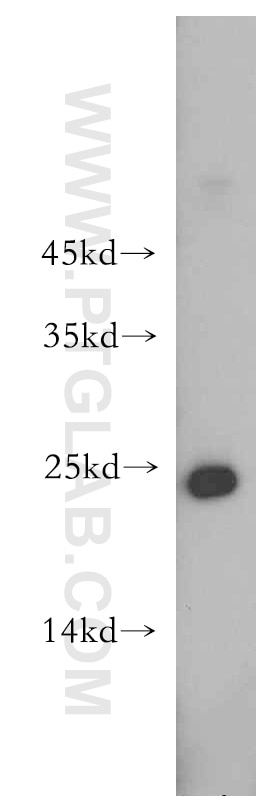 Western Blot (WB) analysis of mouse testis tissue using HDDC3 Polyclonal antibody (21091-1-AP)