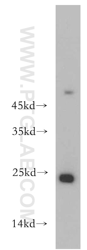 Western Blot (WB) analysis of mouse kidney tissue using HDDC3 Polyclonal antibody (21091-1-AP)