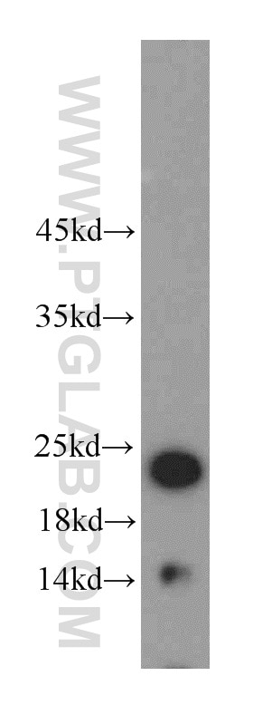 Western Blot (WB) analysis of mouse heart tissue using HDDC3 Polyclonal antibody (21091-1-AP)