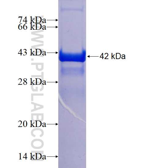 HDDC3 fusion protein Ag15342 SDS-PAGE