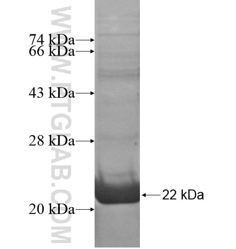 HDDC3 fusion protein Ag15483 SDS-PAGE
