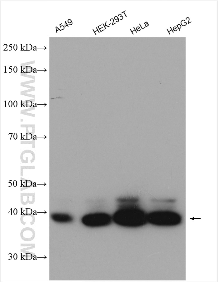 Western Blot (WB) analysis of various lysates using HDGF Polyclonal antibody (11344-1-AP)