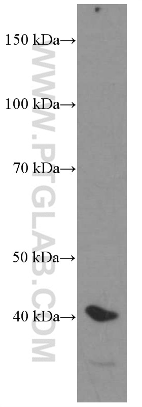 Western Blot (WB) analysis of HeLa cells using HDGF Monoclonal antibody (60064-1-Ig)