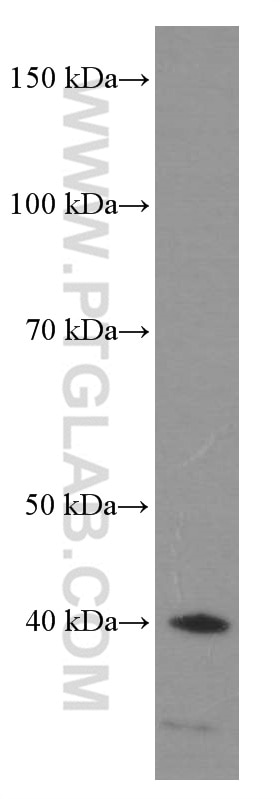 WB analysis of A549 using 60064-1-Ig