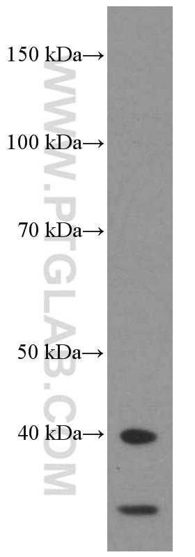 Western Blot (WB) analysis of HepG2 cells using HDGF Monoclonal antibody (60064-1-Ig)